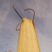 nuovi alberi