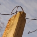nuovi alberi